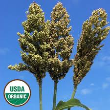 Sand Mountain Organic Sorghum Heirloom Seeds Sorghum Dry Plants