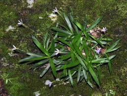 Image result for Xerophyta argentea