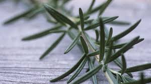 Rosemary is an herb that helps improve gut health, boost memory, and improve mood. What Does Rosemary Do To Your Brain Bbc News