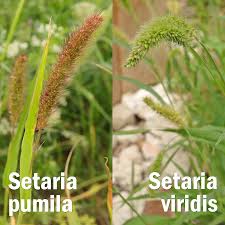 Image result for Setaria pumila