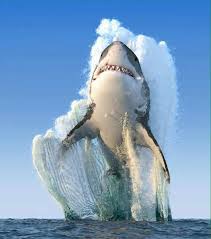 La parte superior del cuerpo es de color gris pizarra para fundirse con el fondo marino de las costas rocosas, pero deben su nombre. Tiburon Blanco Posts Facebook