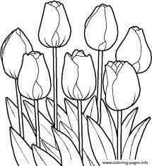 Tulips Flowers Real Coloring Pages Printable Free printable tulip coloring pages. tulips flowers real coloring pages