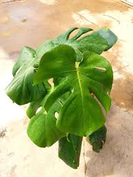 Monstera Deliciosa In 2020 Monstera Deliciosa Plants Monstera