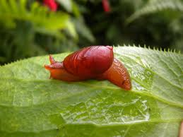 Image result for Cyperus aterrimus