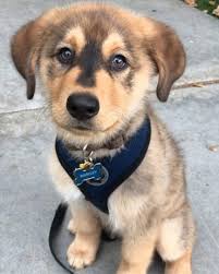 Husky golden retriever mix puppy. The Goberian Fascinating Facts About The Golden Retriever And Husky Mix K9 Web