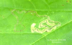 Image result for Stigmella aceris