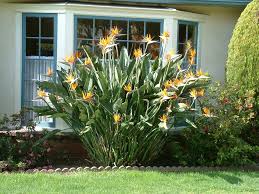 Image result for Strelitzia