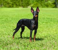 0:21 origin 0:41 two versions 1:05 almost extinct 1:24 true terriers 1:46 family dog 2:15 royal rat catcher 2:43 exercise 3:00 bad habits 3:21 size 3. Toy Manchester Terrier Dog Breed Profile Petfinder