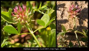 Image result for Trifolium spumosum