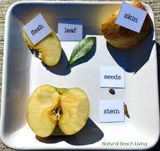 It's a great addition to your fall sensory play activities. Fabulous Fall Science Experiments How Wee Learn