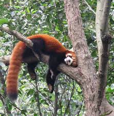 We did not find results for: Cute Baby Baby Animals Beautiful Sleeping Cute Baby Baby Animals Beautiful Red Panda Novocom Top