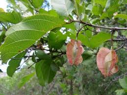 Image result for Combretum kraussii