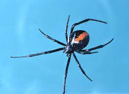 With two very young children, i took to clearing my yard of all but lawn so they would have nowhere to hide. Redback Spider The Australian Museum