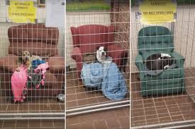 People Are Donating Chairs For Homeless Dogs Thanks To Shelter S Video Animal Shelter Homeless Dogs Shelter