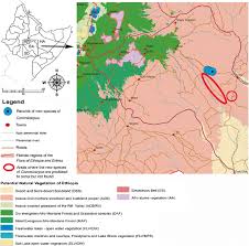 Image result for Commicarpus pedunculosus
