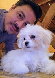 Saludos desde Guatemala, Nicole mi Maltipoo de 3.5 meses