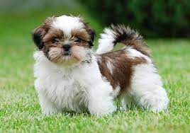Check spelling or type a new query. Shih Tzu Puppies For Sale In Dubai Pure Breed Pups Pet Mania Dubai
