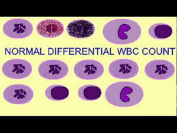 Ap2 Differential White Blood Cell Count
