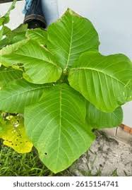 Image result for Guettarda