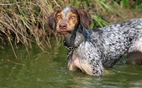 It is important to discuss what type of tumor you might have with your doctor. Causes Of A Lump On A Dog S Throat Dog Discoveries