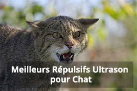 Repulsif Ultrason Pour Chat Castorama Gamboahinestrosa
