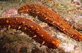 Fish Factor Alaska Sea Cucumber May Have Medicinal Benefits The Cordova Times