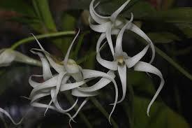 Image result for Cyrtorchis chailluana