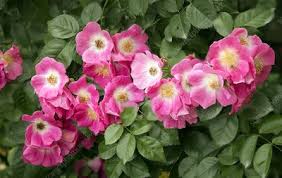 We did not find results for: Rose Rosa American Pillar Flowers Stock Image C047 6832 Science Photo Library