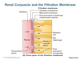 Surface finishing for steel screws. The Urinary System Pages Ppt Video Online Download