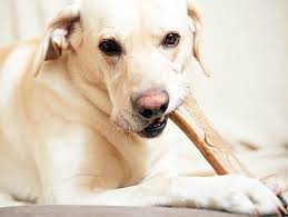 Best Dog Chews – Pet Meal