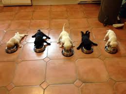 Creating a healthy puppy feeding schedule is not only about nutrition. Puppy Feeding Schedule Everything You Need To Know The Dog People By Rover Com