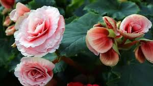 How To Grow And Care For Elatior Begonia Rayagarden