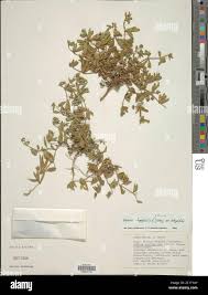 Image result for Blepharis integrifolia