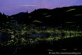 Luciola Cruciata Fireflies At Dusk In Japan ゲンジボタル