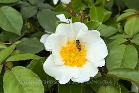 Image result for Rosa laevigata