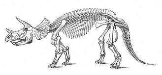 Triceratops Skeleton Reconstruction Sketch Skeleton Drawings Animal Bones Dinosaur