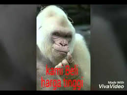 Image result for emas terpakai