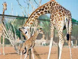 A zoological garden, zoological park, or zoo is a facility in which living animals are confined within enclosures and usually displayed to the public. Al Ain Wildlife Park A Night At The Zoo Travel Gulf News