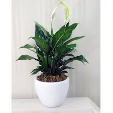 Peace lily is technically not a lily. Peace Lily In Anaheim Ca Visser S Florist Greenhouses