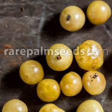 Image result for Physalis angulata