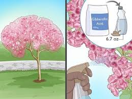The cherry fruits of commerce are usually obtained from a limited number of species, including especially cultivars of the wild cherry, prunus avium. How To Stop A Cherry Tree From Bearing Fruit 8 Steps