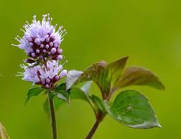 Image result for Mentha aquatica