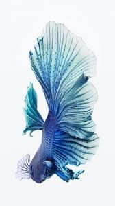 Free Iphone 6s Silver Fish Wallpaper For Your Phone Fish Wallpaper Betta Fish Betta