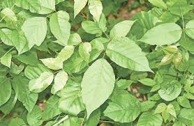 It is not a poison. Gardening How To Deal With Poison Ivy