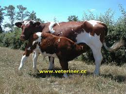 Maine Anjou Sigir Irki Www Veteriner Cc Cattle Cow Beef Cattle