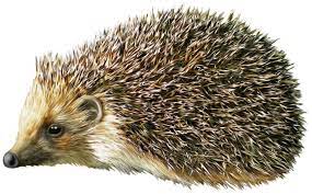 Monkeys are as varied in shape and size as humans. Hedgehog Porcupine 1452 901 Transprent Png Free Download Porcupine Fur Snout Cleanpng Kisspng
