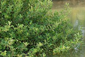 Image result for Pogonospermum attenuifolium