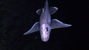 Ampullae of lorenzini can also detect earth's electromagnetic field, and sharks apparently use these electroreceptors for homing and migration. Ampullae Of Lorenzini