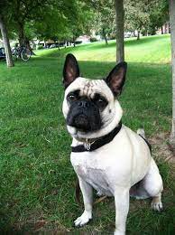 French bulldog pug mix puppies for sale near me. French Bulldog And Pug Mix