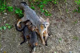 What does it mean when you see a fox in your yard? How To Get Rid Of Fox And Three Pups Living Under The Deck